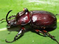 Rhino_Beetle