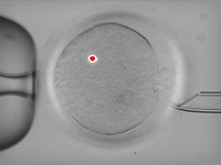 ембріон з генами трьох батьків