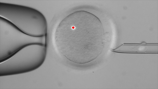 ембріон з генами трьох батьків