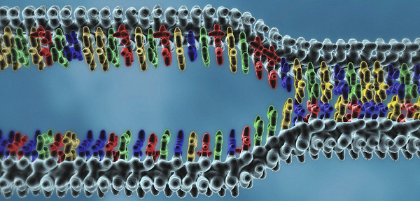 подвійна спіраль ДНК