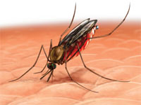 malaria_komar