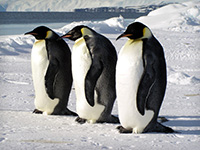 імператорські пінгвіни