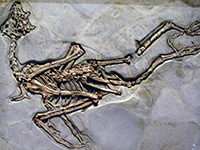 sapeornis chaoyangensis