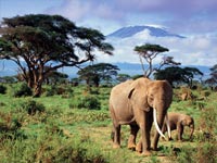 slon-afryka
