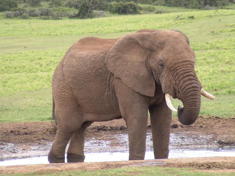 slon-savana