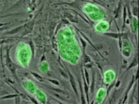 stem_cells