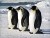 Імператорські пінгвіни використовують холодне повітря щоб зігрітись